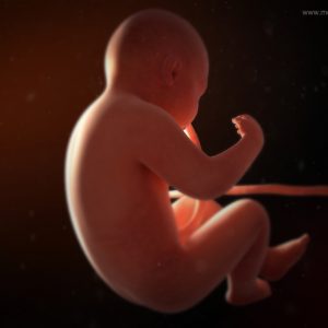 Menschlicher Foetus mit Nabelschnur im Mutterleib von seitlich hinten